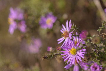 background with Pink flowers