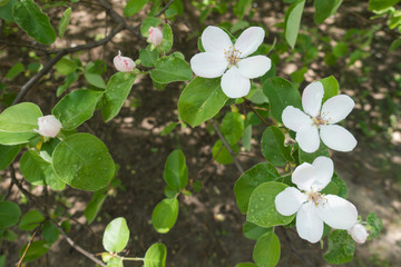 White flowers and pinkish closed flower buds of quince