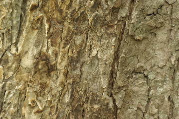coarse large tree bark