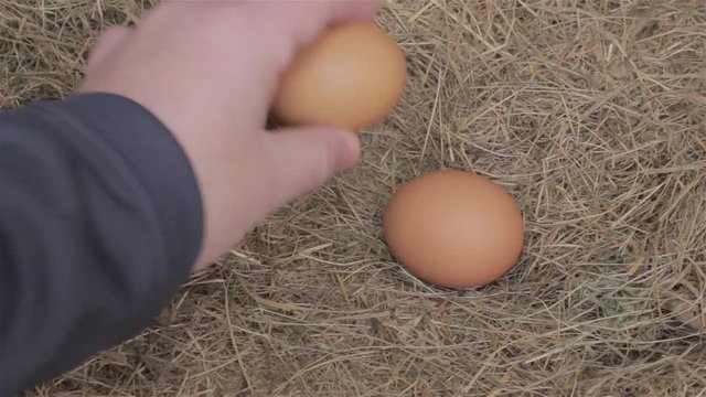 Hand takes chicken eggs from nest in hay