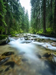 Wall murals Forest river mountain river in summer