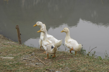 geese and goslings vietnam