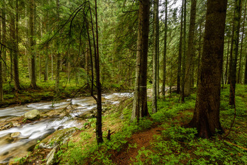 Naklejka premium mountain river in summer