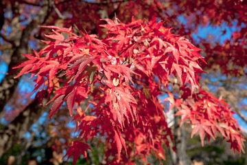 Red Tree Orange Leaf Autumn