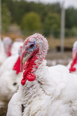 Breeding turkeys on a farm.