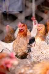 Chickens on the farm. Toned, style, color photo.