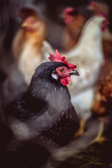 Chickens on the farm. Toned, style, color photo.