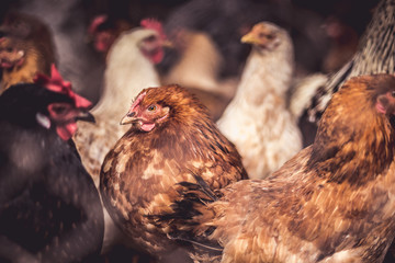Chickens on the farm. Toned, style, color photo.
