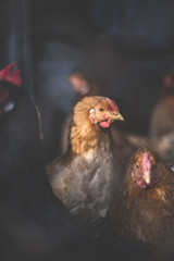 Chickens on the farm. Toned, style, color photo.