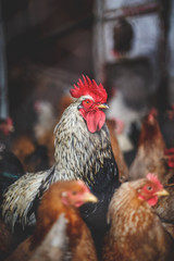 Chickens on the farm. Toned, style, color photo.