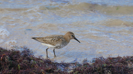Dunlin on the beach. A well-known bird found on the beach. Looking for food in algae using a long beak.