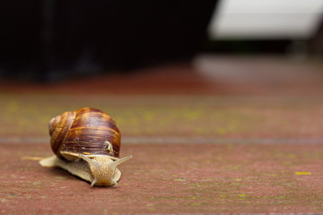 Gartenschnecke