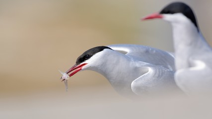 Seeschwalbe mit Fisch © Klaus-Pollmeier