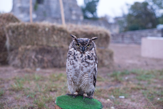 Oehoe owl