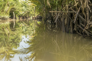 Water palms Mekong delta Ben Tray vietnam