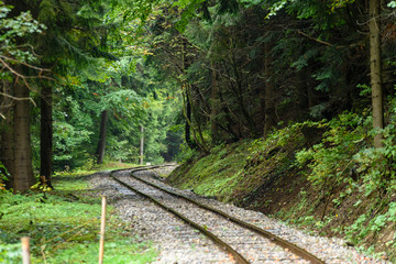wavy railroad tracks in wet summer day in forest