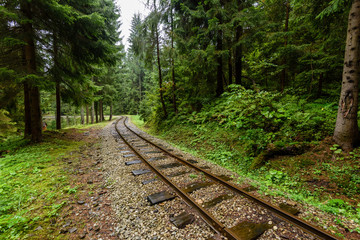 Fototapeta premium wavy railroad tracks in wet summer day in forest