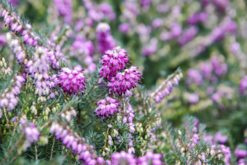 Obraz premium Flowers in springtime and summer