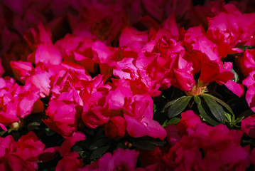 Flowers in springtime and summer