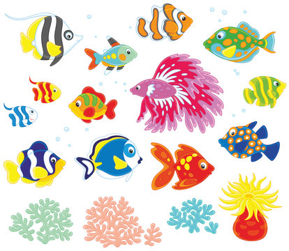 Vector set of colorful fishes in cartoon style