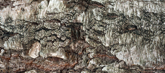 Panoramic photo of old birch bark texture with moss and lichen on it. Texture of a cracked rough tree bark for graphic design.