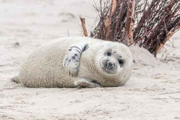 Robbenbaby - seitlich neugierig