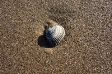 Makroaufnahme einer Muschel auf Sand an der Nordseeküste