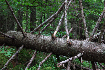 Urwald in den Pyenäen
