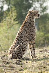 Cheetah op de uitkijk.