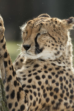 Cheetah heeft ogen dicht