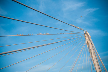 détail mouettes sur un pont suspendu