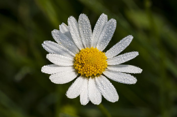 Obraz premium Flowers in springtime and summer (aster, asteraceae)