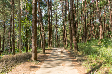 Obraz premium Path way in a pine forest