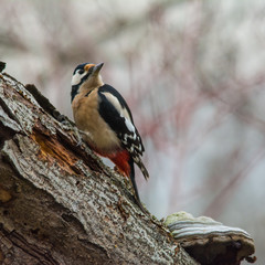 Wildlife photo, woodpecker on old trunk, Slovakia forest, Europe