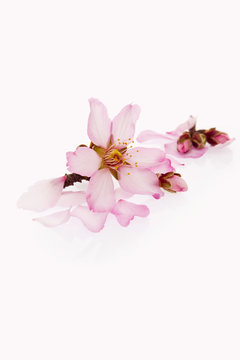 flor del almendro aislada