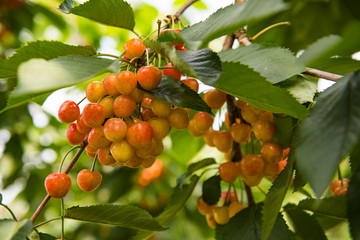 Ripe yellow cherries ready for picking