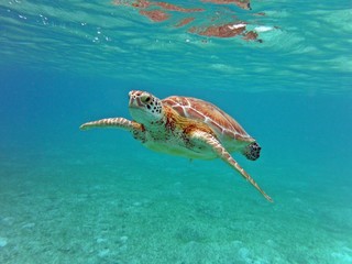 Obraz na płótnie Canvas Turtle swimming blue water, Mexico