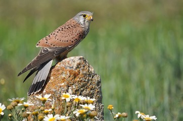 European Kestrel with daisy Flowers