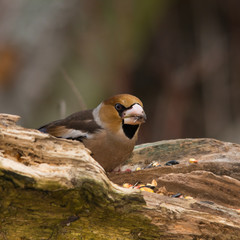 Wildlife photo, Hawfinch stands on old trunk, Slovakia forest, Europe