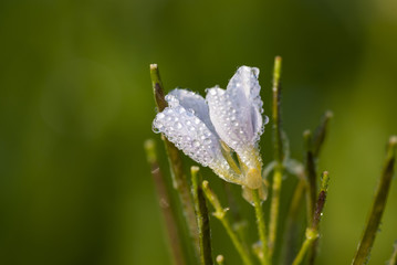 Flowers in springtime and summer