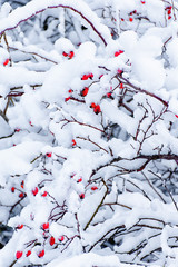 Frozen branch with red ripe rose hips under the snow.