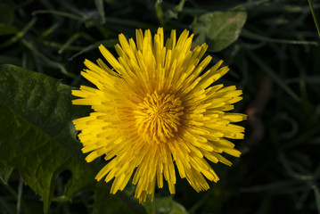 Flowers in springtime and summer (dandelion)