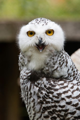 Schneeeule