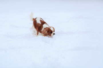The dog a King Charles Spaniel goes on snow and sniffs.