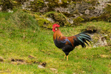 Cock or cockerel on farm in Norway