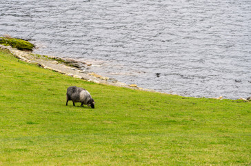 Sheep grazing by fjord in Norway