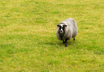 Fototapeta premium Sheep grazing on Norwegian farmland