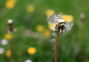 Pusteblume