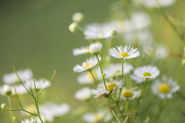 abstract back ground with Flower daisywheel