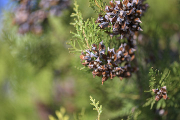 Pine with Pine cone background